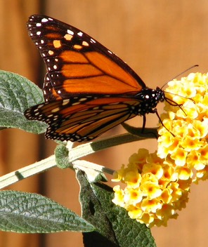 Monarch Resting copy